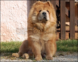 Chow Chow cannella a pelo lungo